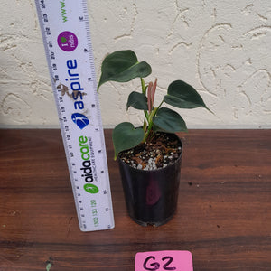 #G2 Philodendron Lupinum
