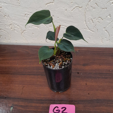 #G2 Philodendron Lupinum