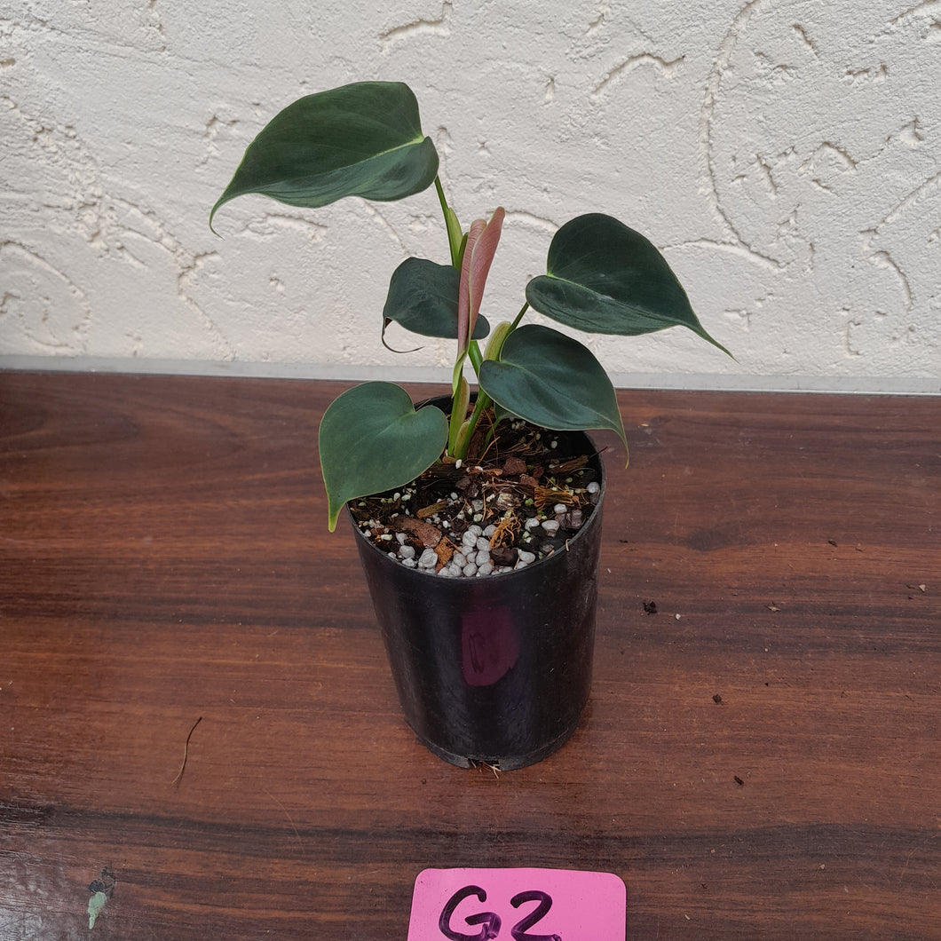 #G2 Philodendron Lupinum