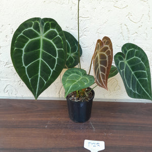 #D23 Anthurium Crystallinum x Forgetii