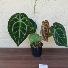 Load image into Gallery viewer, #D23 Anthurium Crystallinum x Forgetii