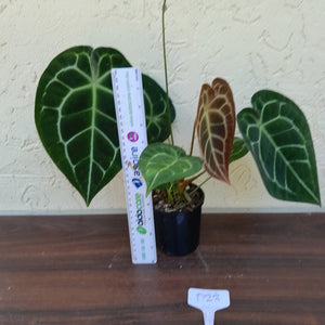 #D23 Anthurium Crystallinum x Forgetii