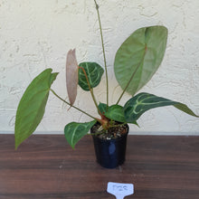 Load image into Gallery viewer, #D23 Anthurium Crystallinum x Forgetii