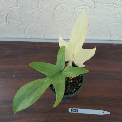 #R21 Philodendron Florida Ghost - Non TC