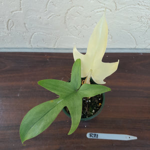 #R21 Philodendron Florida Ghost - Non TC