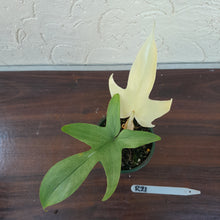 Load image into Gallery viewer, #R21 Philodendron Florida Ghost - Non TC