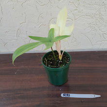 Load image into Gallery viewer, #R21 Philodendron Florida Ghost - Non TC