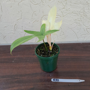 #R21 Philodendron Florida Ghost - Non TC