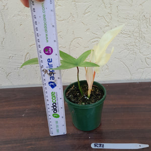 #R21 Philodendron Florida Ghost - Non TC