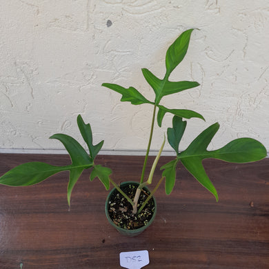 #D52 Philodendron Glad Hands