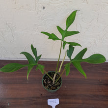 Load image into Gallery viewer, #D52 Philodendron Glad Hands
