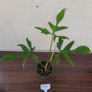 #D52 Philodendron Glad Hands