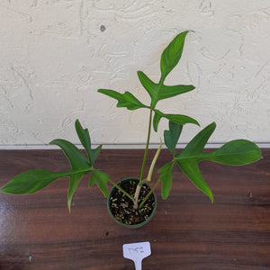 #D52 Philodendron Glad Hands
