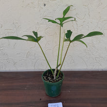 Load image into Gallery viewer, #D52 Philodendron Glad Hands