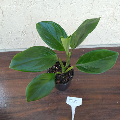 #D47 Philodendron Palaciosii