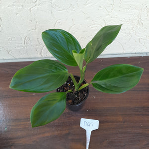 #D47 Philodendron Palaciosii
