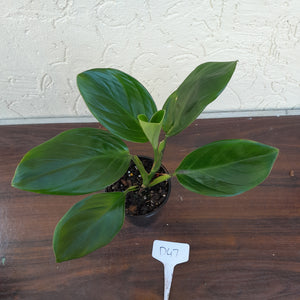 #D47 Philodendron Palaciosii