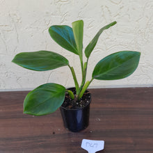 Load image into Gallery viewer, #D47 Philodendron Palaciosii