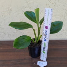 Load image into Gallery viewer, #D47 Philodendron Palaciosii