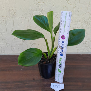 #D47 Philodendron Palaciosii
