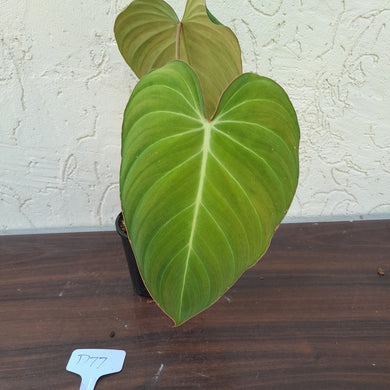 #D77 Philodendron Glorious