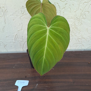 #D77 Philodendron Glorious