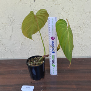 #D77 Philodendron Glorious