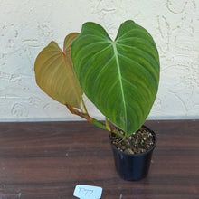 Load image into Gallery viewer, #D77 Philodendron Glorious