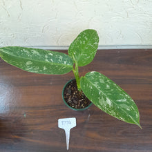 Load image into Gallery viewer, #D74 Philodendron Jose Buono