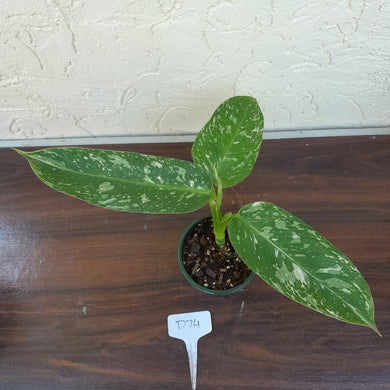 #D74 Philodendron Jose Buono