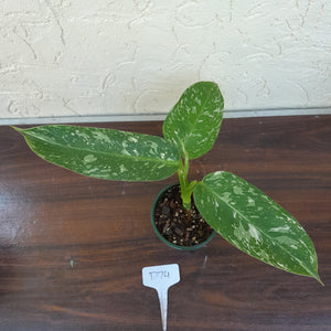 #D74 Philodendron Jose Buono