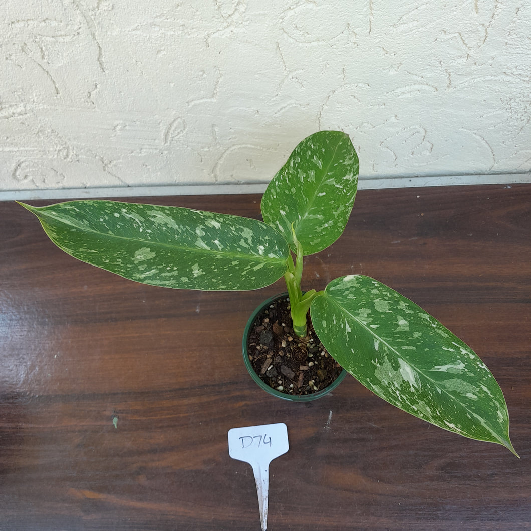 #D74 Philodendron Jose Buono