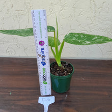 Load image into Gallery viewer, #D74 Philodendron Jose Buono