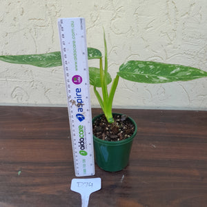 #D74 Philodendron Jose Buono