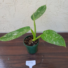 Load image into Gallery viewer, #D74 Philodendron Jose Buono