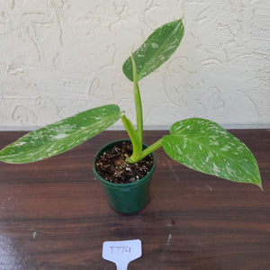 #D74 Philodendron Jose Buono
