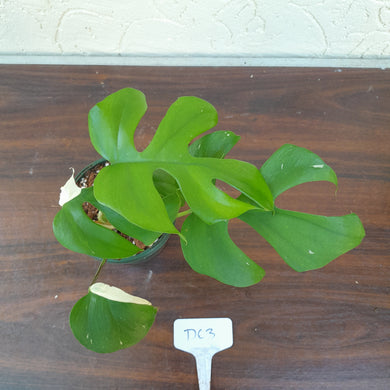 #D63 Variegated Rhaphidophora Tetrasperma