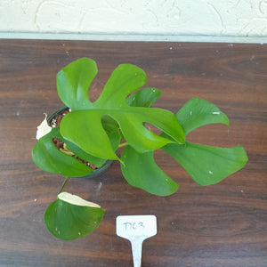 #D63 Variegated Rhaphidophora Tetrasperma