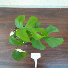 Load image into Gallery viewer, #D63 Variegated Rhaphidophora Tetrasperma