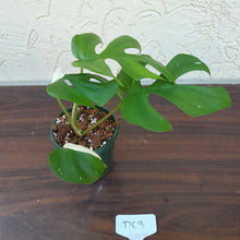 Load image into Gallery viewer, #D63 Variegated Rhaphidophora Tetrasperma