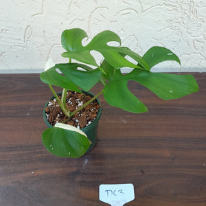 #D63 Variegated Rhaphidophora Tetrasperma