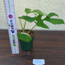 Load image into Gallery viewer, #D63 Variegated Rhaphidophora Tetrasperma