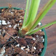 Load image into Gallery viewer, #D63 Variegated Rhaphidophora Tetrasperma