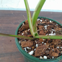 Load image into Gallery viewer, #D63 Variegated Rhaphidophora Tetrasperma