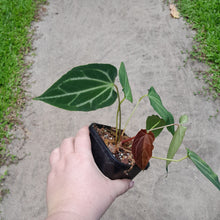 Load image into Gallery viewer, Miniature Anthurium Magnificum Hybrid x