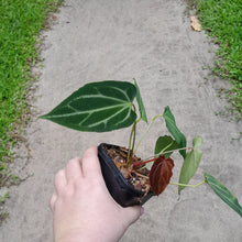 Load image into Gallery viewer, Miniature Anthurium Magnificum Hybrid x