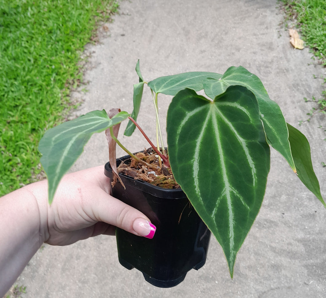 Miniature Anthurium Magnificum Hybrid x