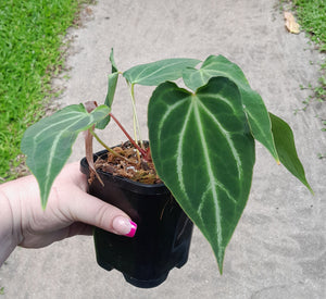 Miniature Anthurium Magnificum Hybrid x