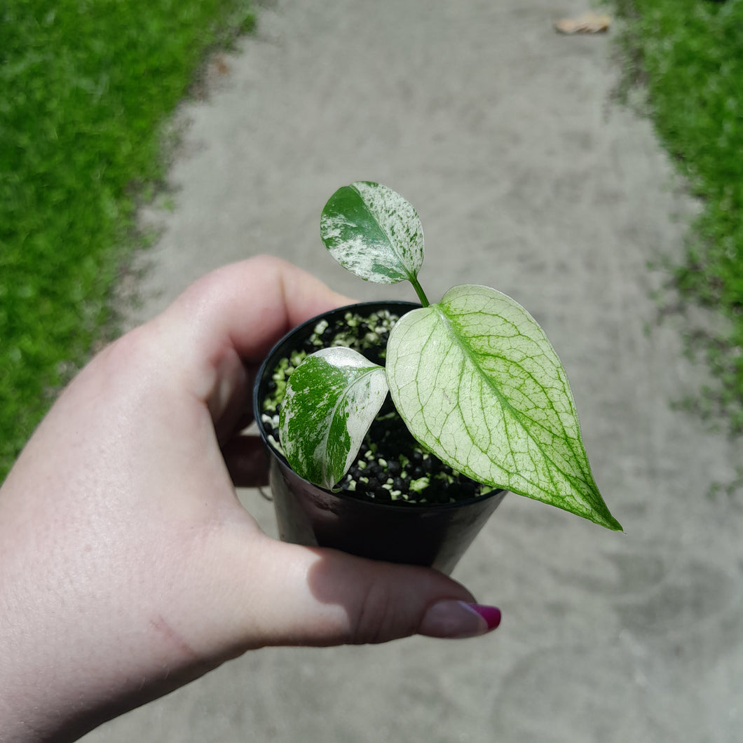 Monstera Deliciosa Mint