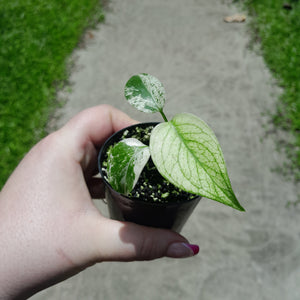 Monstera Deliciosa Mint